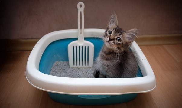 قیمت خاک گربه